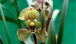 精品梅2高清在线观看,精品梅2高清在线观影指南